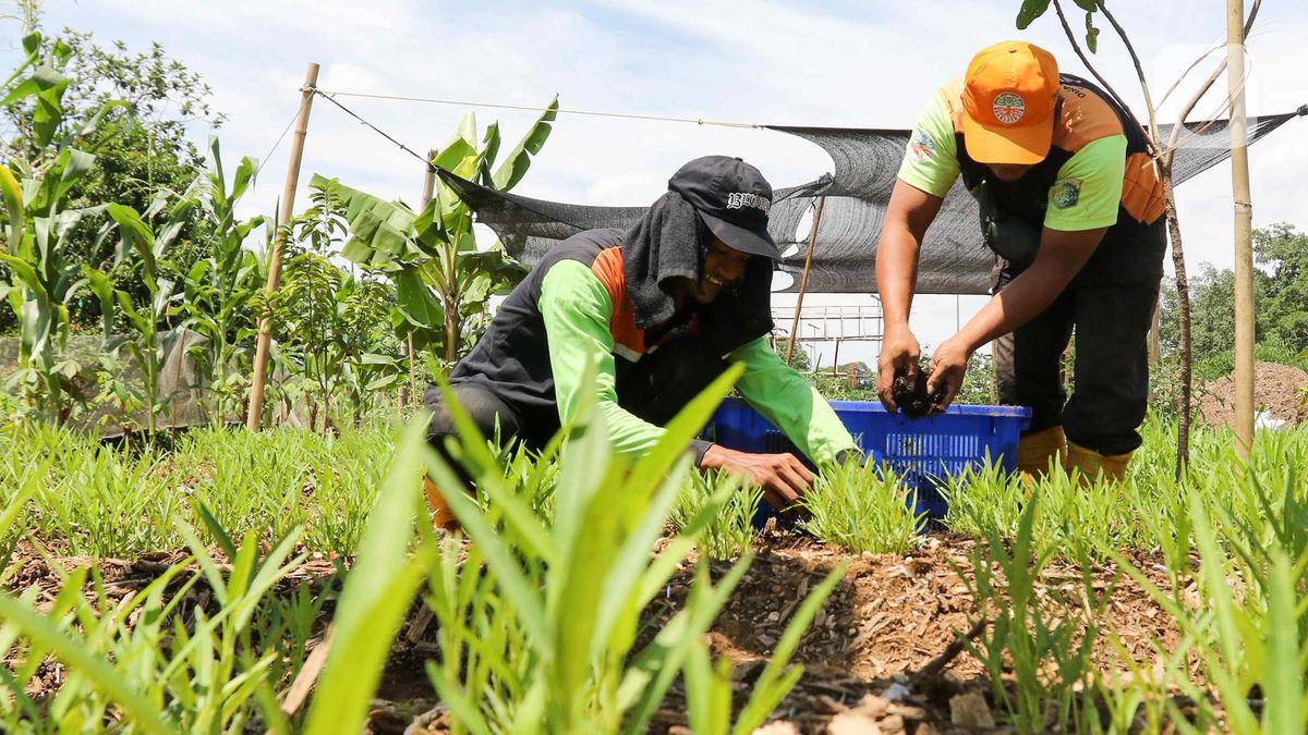 Panduan Lengkap Membuat Pupuk Kompos Cair, Lengkap dengan Perbandingan Bahan dan Jadwal Penyiraman