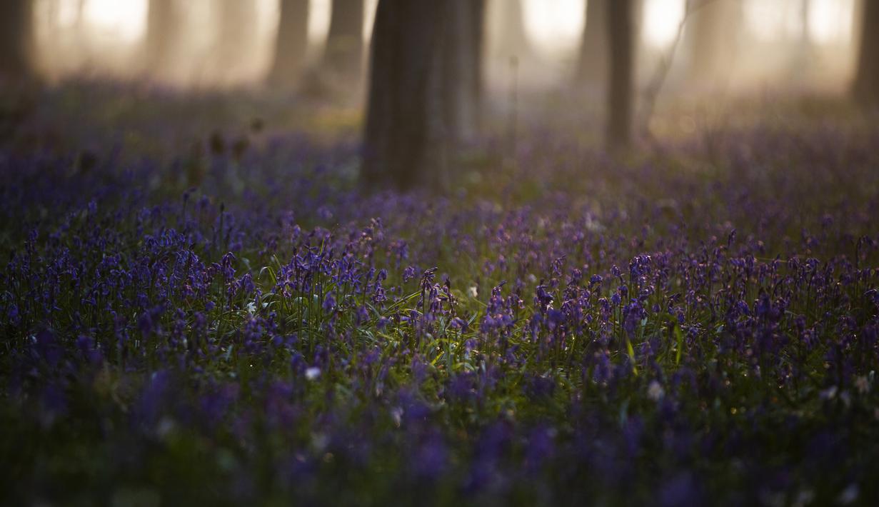 Matahari terbit di antara pepohonan saat bluebell atau dikenal sebagai Eceng Gondok liar bermekaran di lantai hutan Hallerbos di Halle, Belgia (20/4/2021).  Pemandangan biru hamparan bunga Bluebell di hutan ini memproduksi banyak warna dan aroma khas musim semi. (AP Photo/Virginia Mayo)