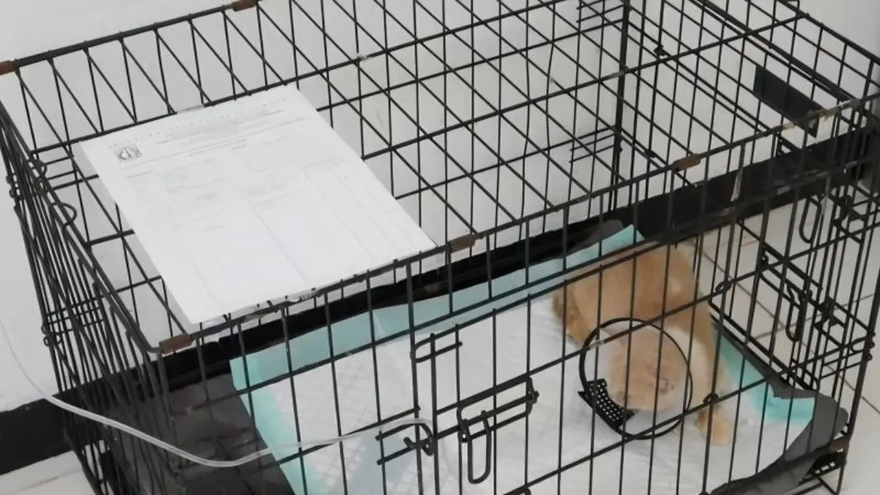 Kucing Uya Kuya Dirawat di Puskeswan Ragunan