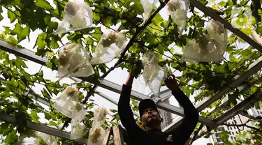 Anggota Komunitas Anggur Jakarta (KAJ) melihat anggur yang masih terbungkus di Arga Urban Farming Kawasan Pancoran, Jakarta, Selasa (16/5/2023). (Liputan6.com/Herman Zakharia)