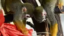 Kawanan  monyet tupai membuka paket natal berisi penuh makanan di kebun binatang de Pescheray, Prancis, Selasa (24/12/2019). Tak hanya manusia saja yang merayakan Natal, hewan  di kebun binatang ini disuguhi makanan lezat yang dibungkus dengan kado khas Natal.  (JEAN-FRANCOIS MONIER/AFP)