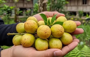 Pohon Menteng yang Mulai Dilirik Pecinta Tanaman Buah, Kenali Karakteristik dan Tips Merawatnya