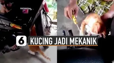 Ada-ada saja tingkah kucing yang satu ini. Ingin menjadi mekanik motor.