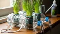 Cara Menanam Kucai Hidroponik Sederhana dari Botol Bekas