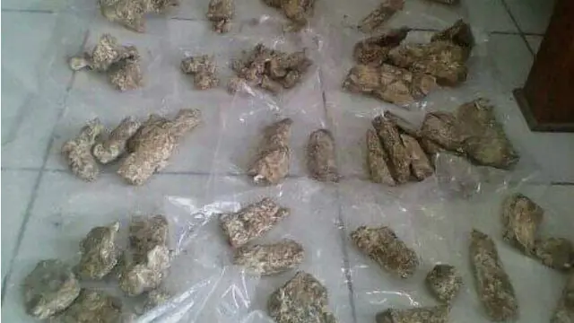 Warga Blora Temukan Fosil Mamalia Paus Purba di Jawa Tengah