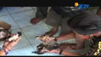 Perbincangan warga tersebut karena adanya keenam anak ayam itu terlahir tanpa memiliki kaki, namun masih bertahan hidup hingga saat ini.