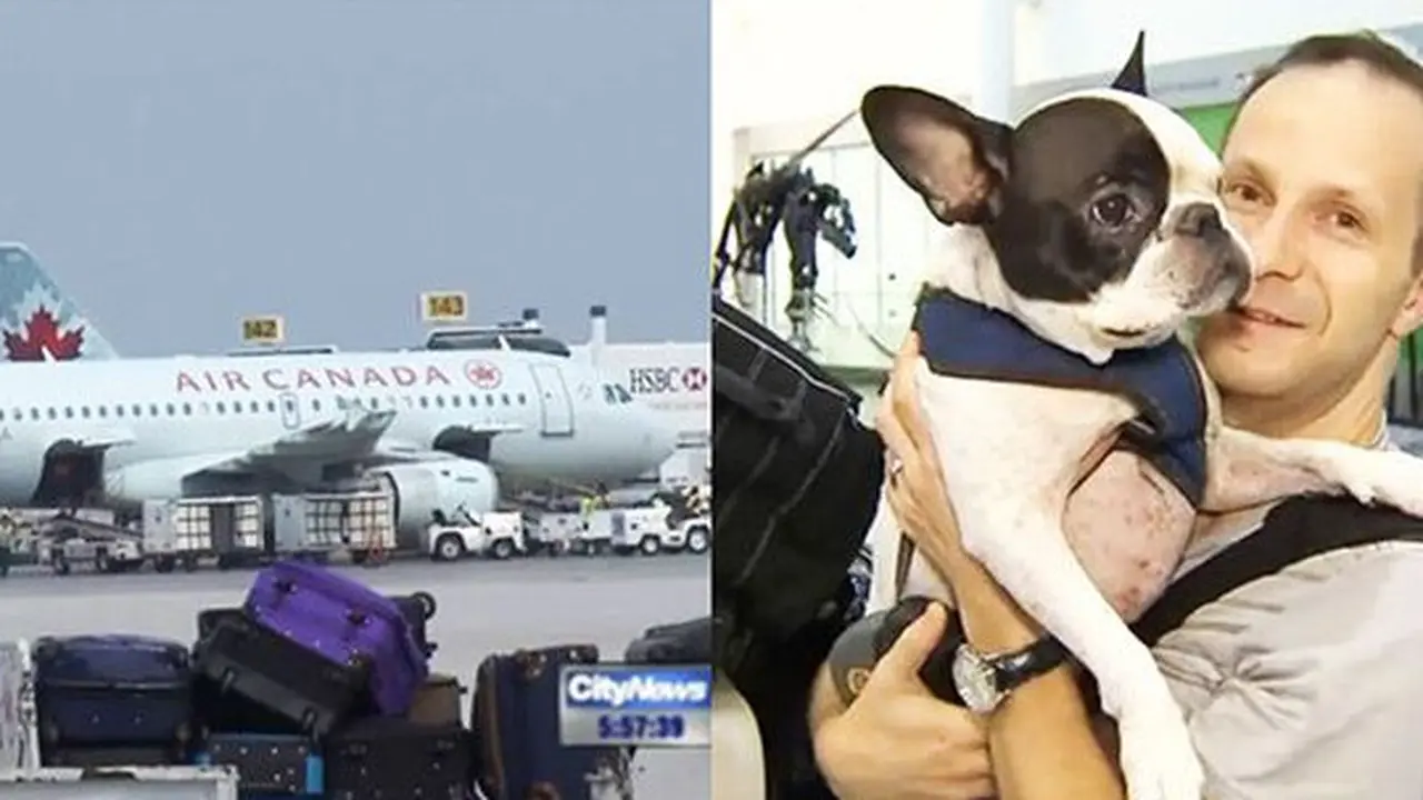 Aksi Heroik Pilot Canada Air Selamatkan Anjing Di Pesawat