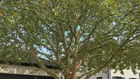 7 Pohon yang Cocok untuk Area Garasi Outdoor di Depan Rumah, Memberikan Teduh tanpa Merusak Lantai
