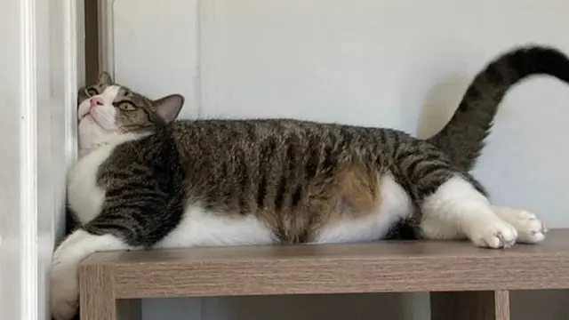 tingkah kucing