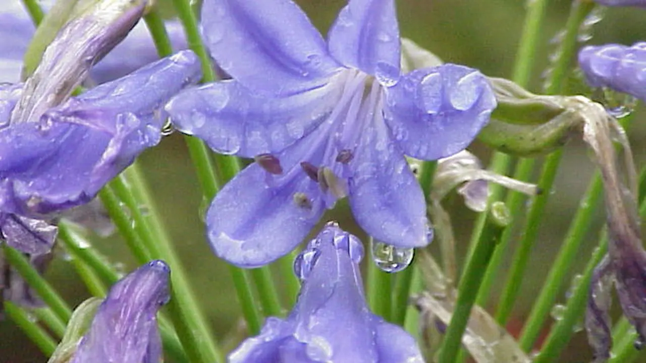 tanaman agapanthus (Wikipedia.org)