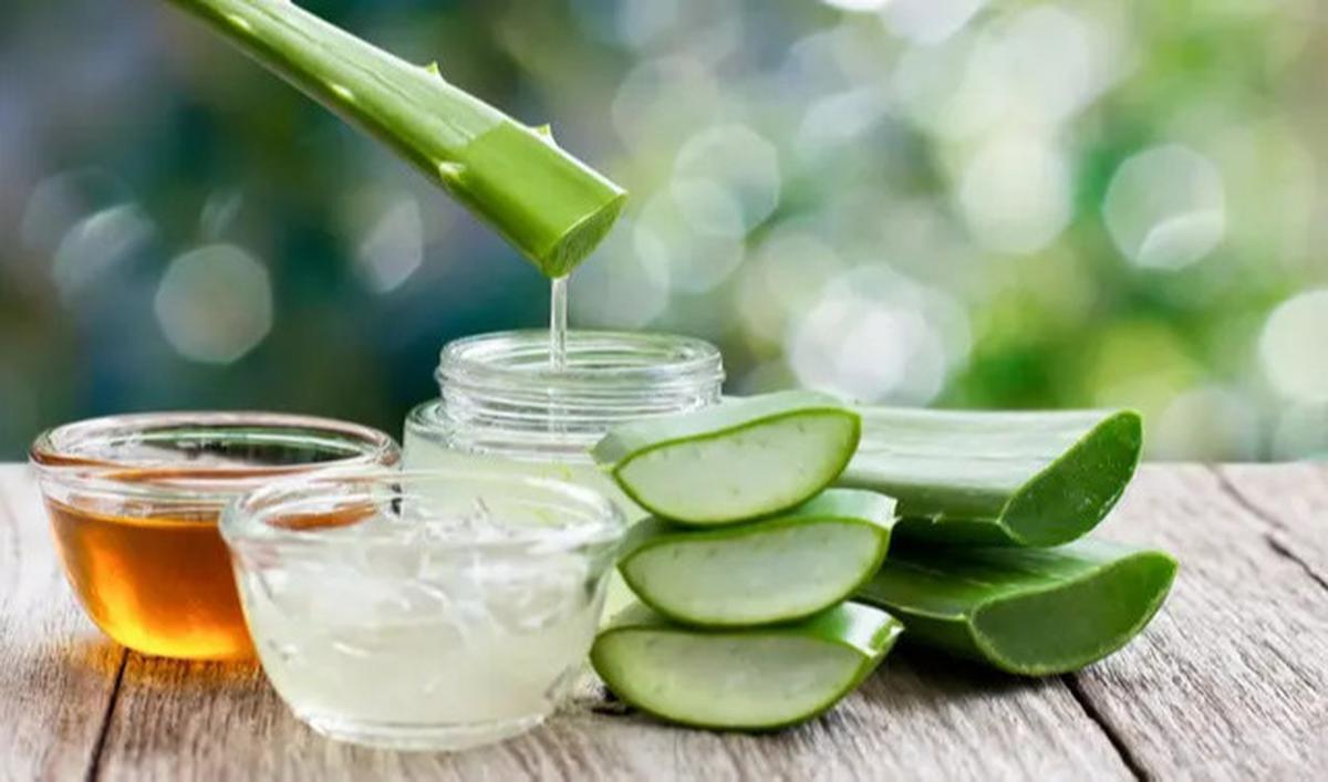 Efektivitas Lidah Buaya untuk Mengatasi Asam Urat dan Cara Penggunaannya