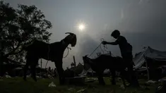 Kambing diberi makan di pasar ternak menjelang Idul Adha di New Delhi, India, Selasa, 5 Juli 2022. Umat Muslim di seluruh dunia merayakan Idul Adha, atau "Hari Raya Kurban," yang memperingati kisah Al Quran tentang kesediaan Nabi Ibrahim mengorbankan anaknya sebagai bentuk ketaatan kepada Allah SWT. (AP Photo/Altaf Qadri)