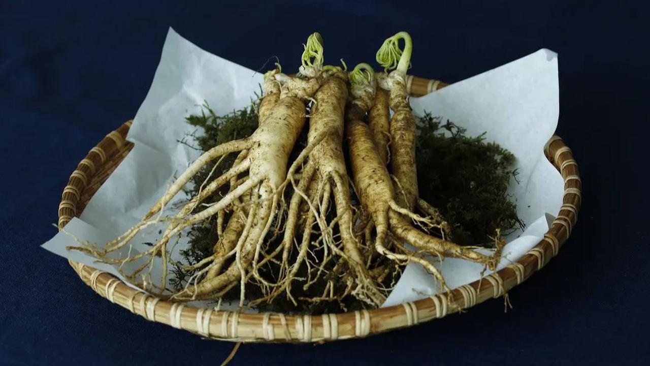 2. Ginseng untuk Elastisitas Kulit