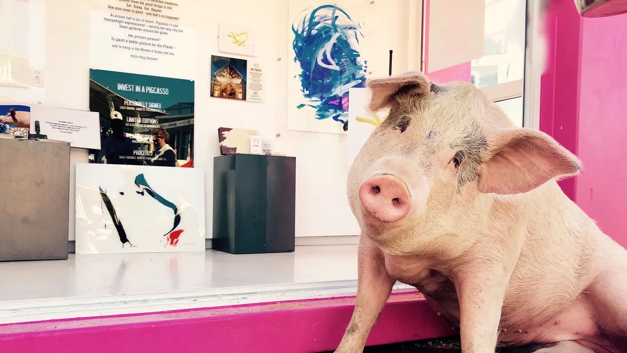 Pigcasso