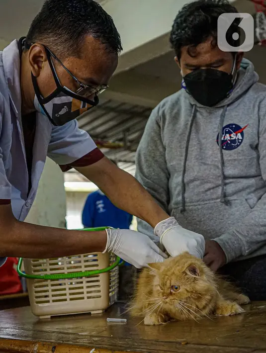 Petugas menyuntikkan vaksin rabies pada seekor kucing peliharaan warga di kantor kelurahan Petukangan Selatan, Jakarta, Rabu (15/9/2021). Dinas Ketahanan Pangan dan Pertanian memberikan vaksinasi rabies bagi hewan peliharaan milik warga untuk mengantisipasi penyakit rabies. (Liputan6.com/Faizal Fana