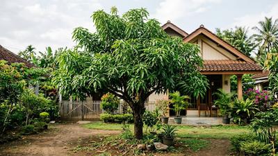 5 Kesalahan Menanam Mangga yang Membuat Pohon Subur tetapi Lama Menghasilkan Buah, Temukan Solusinya