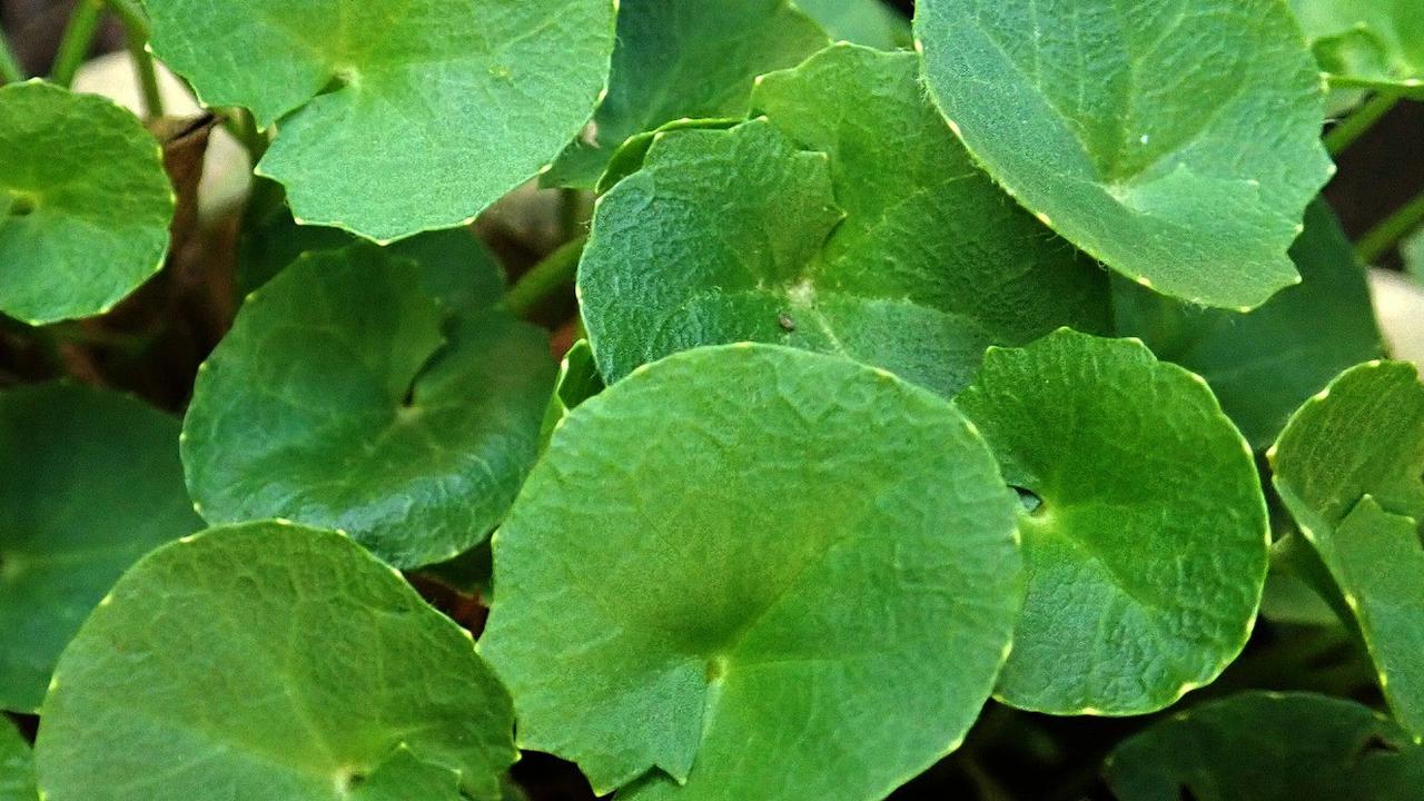 Kandungan Nutrisi Daun Pegagan