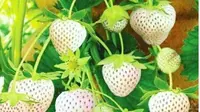 Stroberi Putih Seharga Rp140 Ribu Per Buah, Apa Kelebihannya?. (dok.Instagram @white_strawberry_/https://www.instagram.com/p/BszfiI7BzC2/Henry)