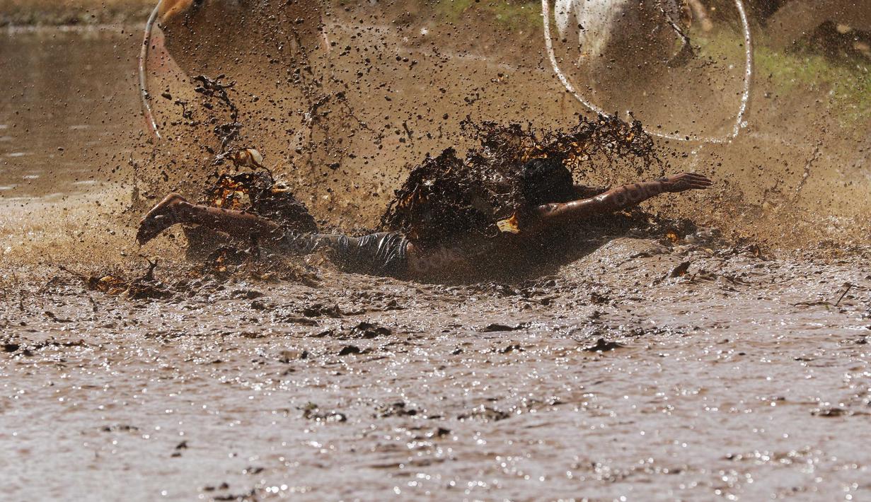 Seorang pengendara Pacu Jawi terjatuh sebelum garis finish pada ajang Pacu Jawi di Tanah Datar, Sumatera Barat, Sabtu (13/8/2016). (Bola.com/Nicklas Hanoatubun)