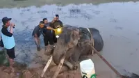 Gajah Indra Mati Usai Berjuang 9 Tahun Lawan Cedera