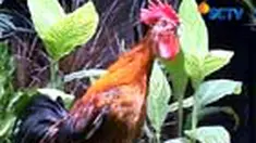 Seorang warga Yogyakarta memiliki bisnis yang sukses dengan menjual "ayam ketawa" yang harga per ekornya bisa mencapai Rp 10 juta.