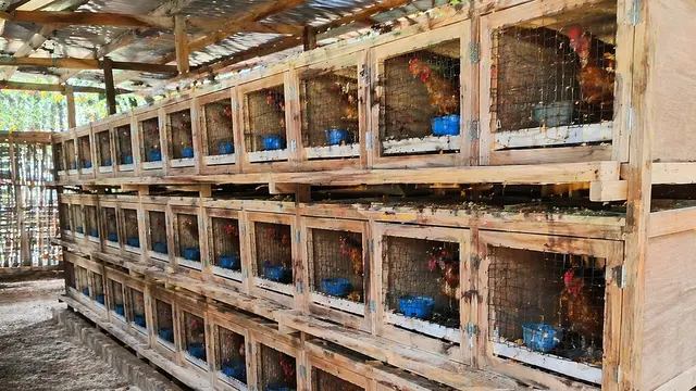 Model Kandang Ayam Sederhana Tapi Terlihat Profesional Seperti Peternak Besar (AI)