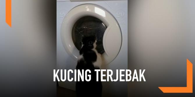 VIDEO: Kucing Selamat Usai Terjebak di Mesin Cuci Menyala