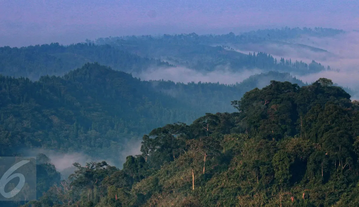 Panorama Taman Nasional Gunung Pangrango, bohor, Jawa Barat, Selasa (24/11/2015). Disini juga kita bisa menjumpai spesies kera kecil tanpa ekor dengan rambur berwarna abu - abu bernama Owa Jawa (Hylobates Moloch). (Liputan6.com/Herman Zakharia)