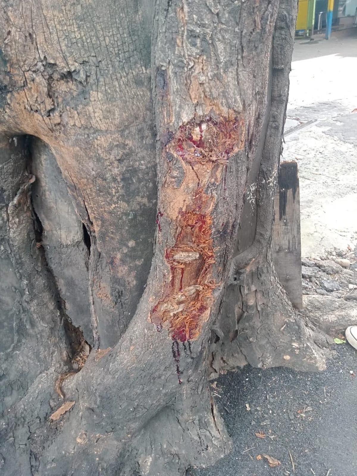 Penampakan Pohon yang Ditabrak Gary Iskak dan Kronologi Kecelakaan Hingga Meninggal Dunia