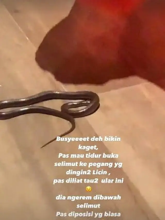 Ular di kediaman Lydia Kandou