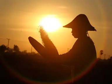 Seorang petani bekerja memanen padi saat matahari terbenam di sawah di Naypyitaw, Myanmar (9/11). Pertanian di Myanmar industri utama di negara ini dengan 6,300,000 hektar tahun 2003. (AP Photo / Aung Shine Oo)
