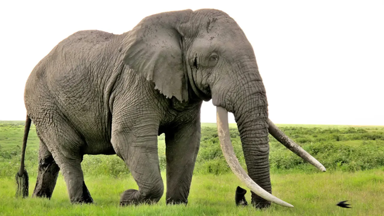 #RiseofTheElephant