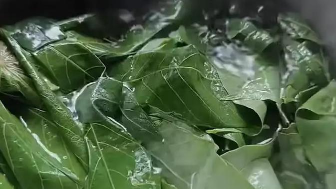 Dari Racun Jadi Aman: Kunci Merebus Daun Singkong Sebelum Konsumsi.