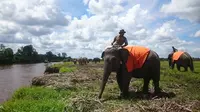Gajah Sumatra yang sudah dilatih di Balai Konservasi Gajah di Kabupaten OKI Sumsel (Liputan6.com / Nefri Inge)
