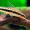 10 Jenis Ikan Air Tawar yang Cocok Dipelihara Bersama Udang, Akuarium Lebih Harmonis
