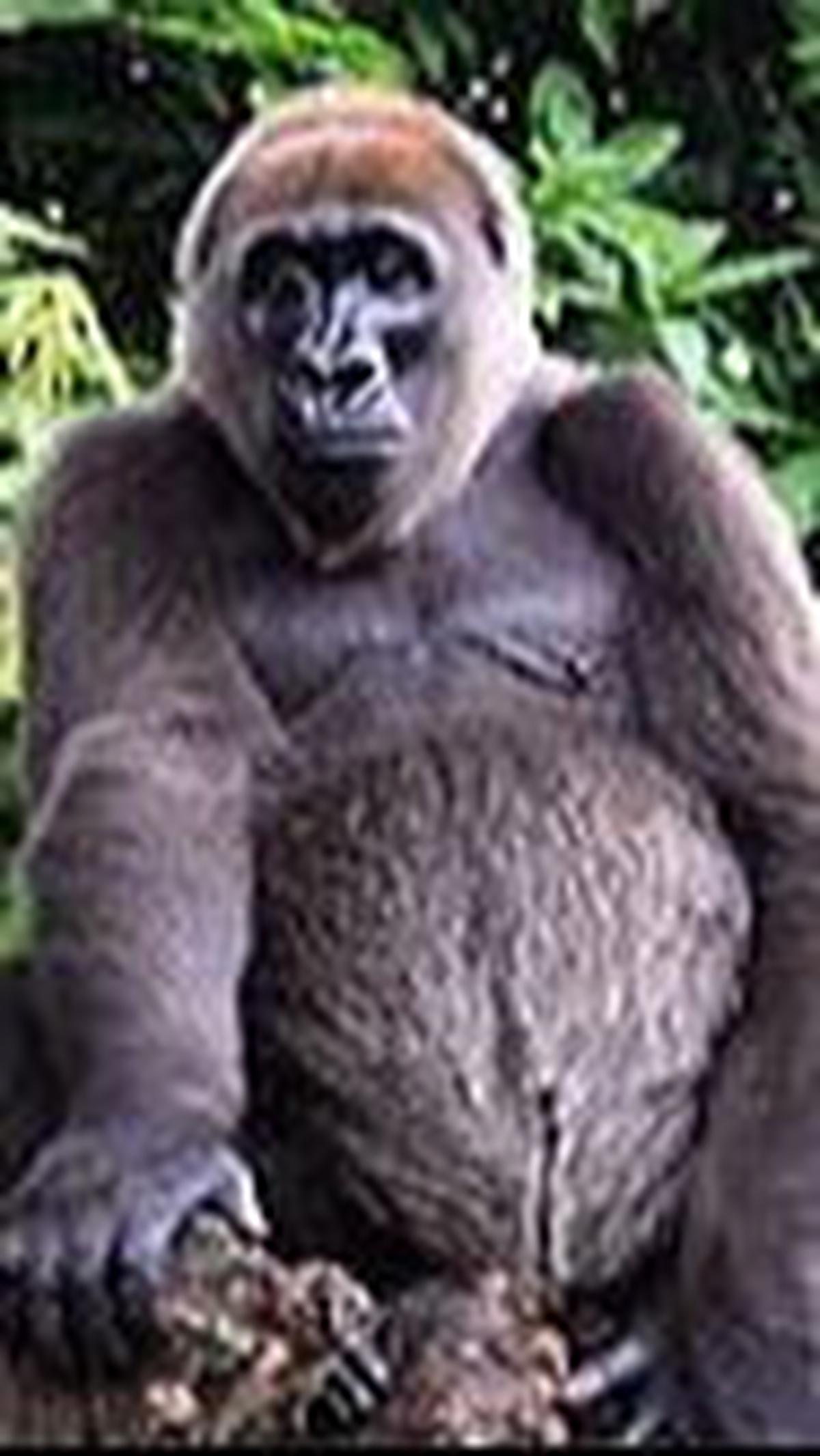 10. Gorila Sungai Salib Nigeria<br>