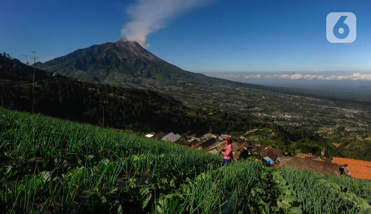 Dusun ini memiliki keunikan karena pemukiman dan areal pertanian dibangun pada tebing terjal lebih dari 30 derajat yang terletak di lereng Gunung Merbabu. (merdeka.com/Arie Basuki)
