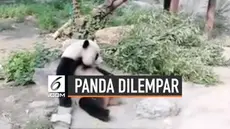 Seekor panda jadi korban iseng pengunjung kebun binatang di Provinsi Shaanxi, China. Pengunjung yang tak terima panda hanya bermalas-malasan malah melemparkan batu.