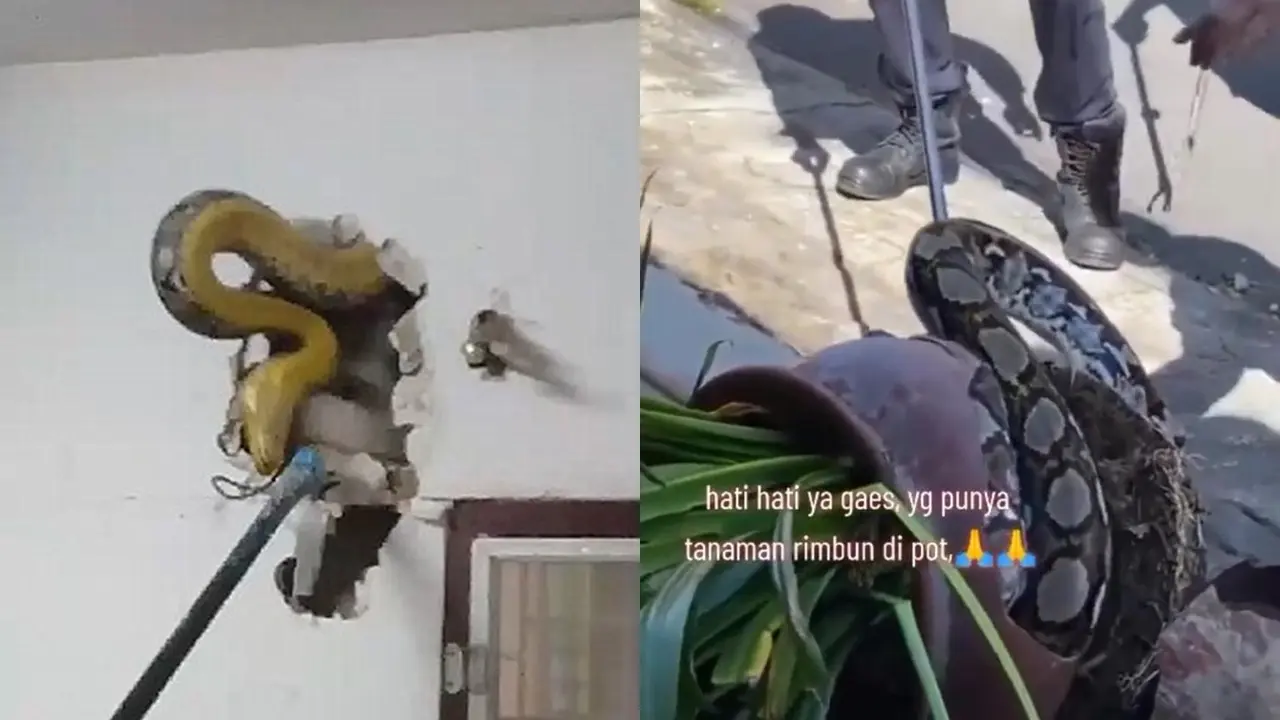 Ular Piton di Tempat Sempit