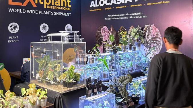 Alocasia di FLOII Expo 2025: Mengapa Tanaman Hias Daun Eksotis Tropis Ini Wajib Anda Kenali