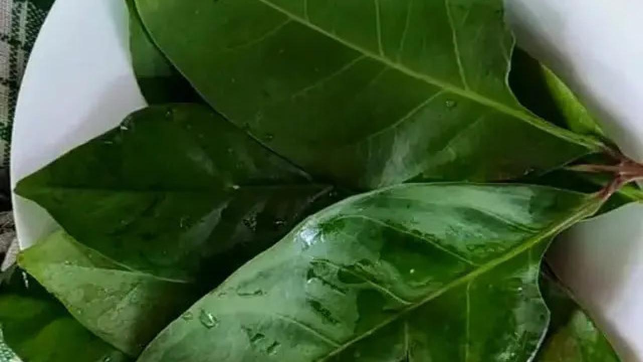 Cara Merebus Daun Salam untuk Turunkan Asam Urat