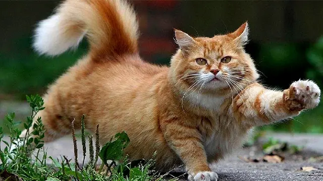 5 Tingkah Kucing Ini Ternyata Bentuk Caper Kepada Pemilik