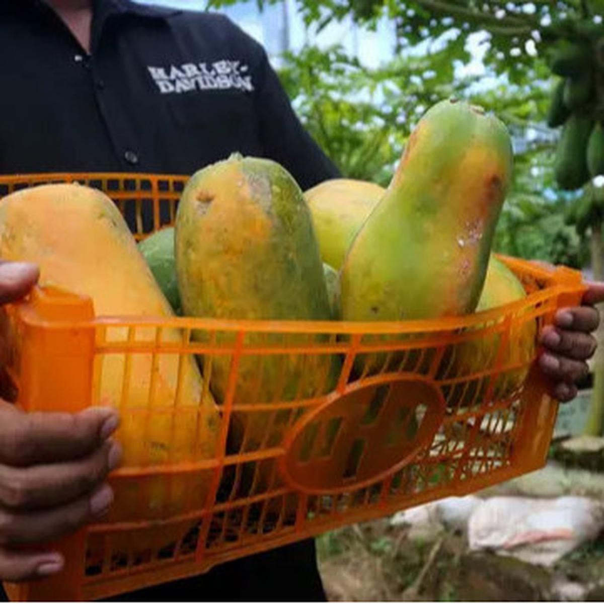 Mau Kolesterol dan Gula Darah Stabil? Konsumsi Pepaya Setelah Makan Siang
