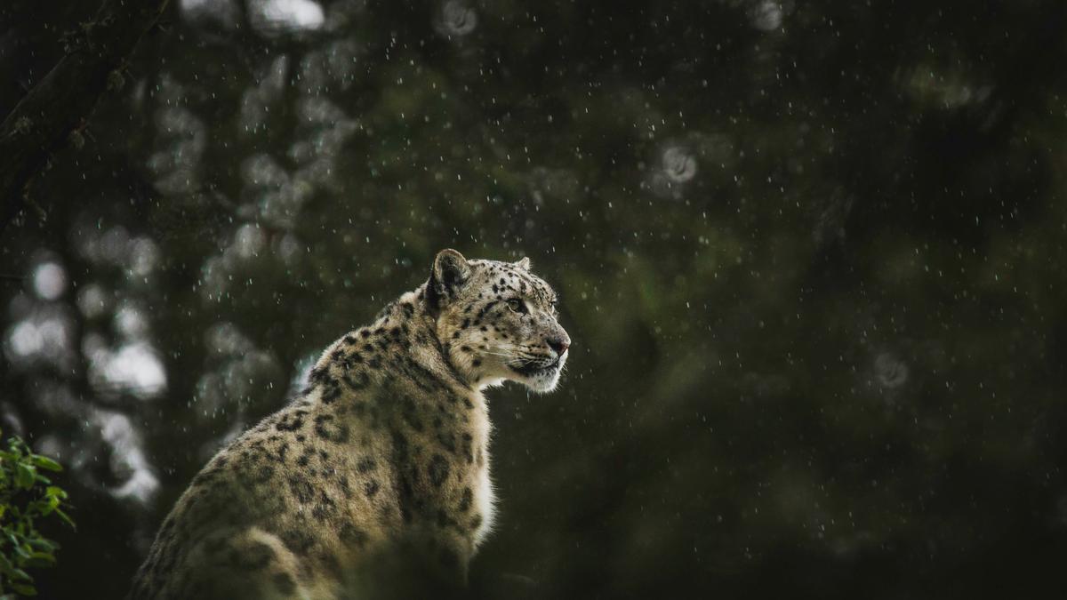 Turis China Terluka Dicakar Macan Tutul, Nekat Terobos Pagar demi Ambil Foto dari Jarak Dekat