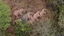 Gambar yang diambil dari video yang dirilis oleh China Central Television (CCTV) pada 7 Juni 2021 menunjukkan gajah, bagian dari kawanan yang telah mengembara 500 kilometer ke utara dari habitat aslinya, beristirahat di hutan dekat Kunming, di provinsi Yunnan barat daya China. (CCTV / AFP)