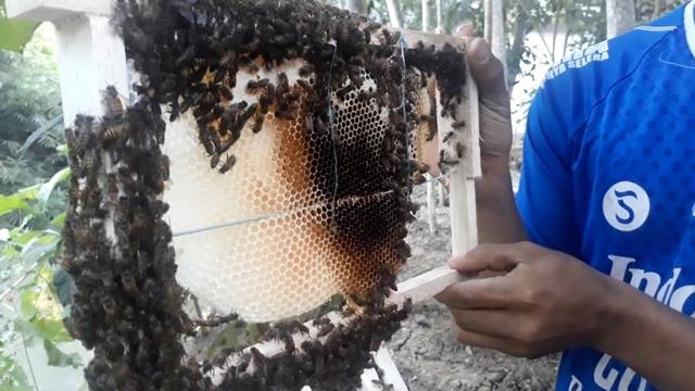 Lebah Madu Liar Berubah Jinak di Tangan Santri Cilacap - Regional Liputan6.com