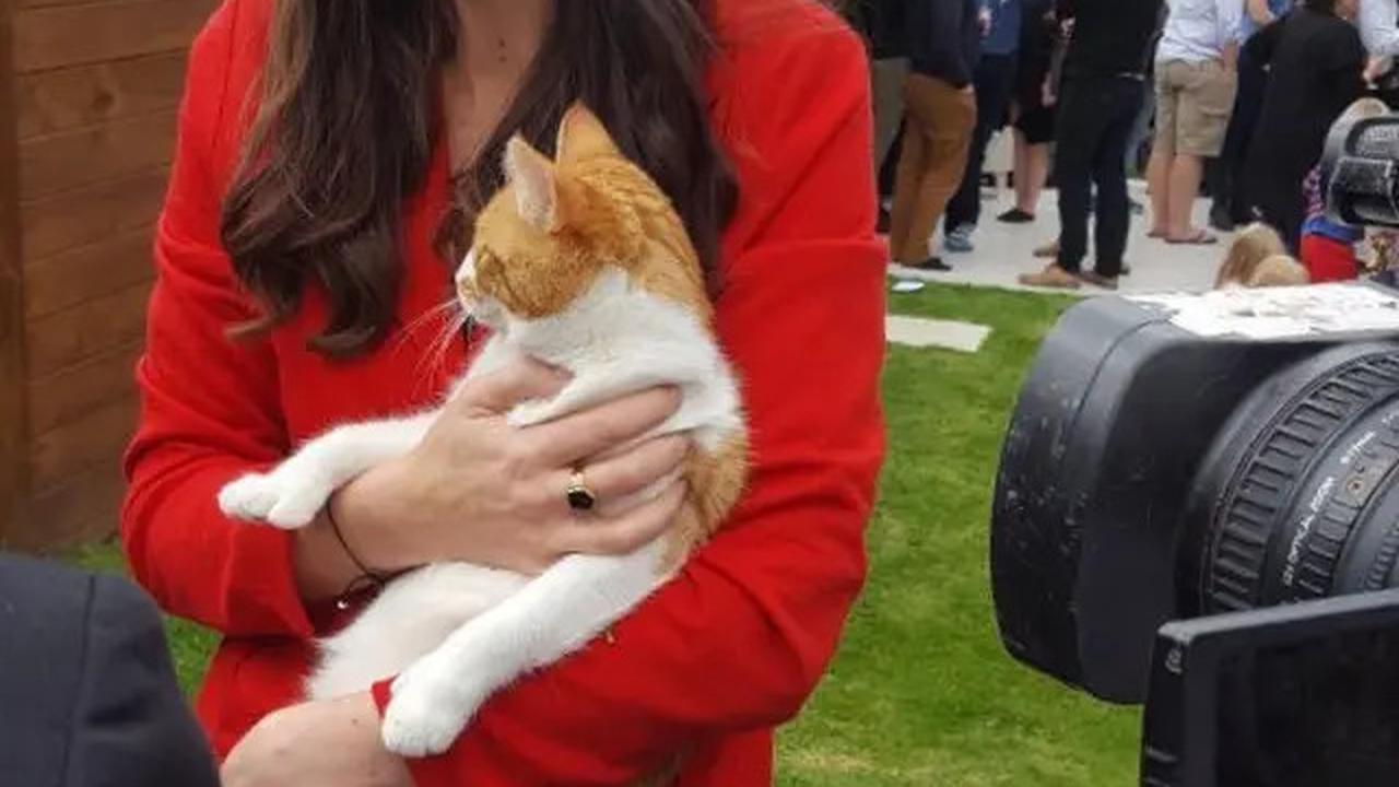 Selain Presiden Prabowo, 4 Pemimpin Dunia Ini Juga Punya Kucing yang Jadi Sorotan Seperti Bobby Kertanegara