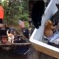 Video Penyelamatan Kucing saat Banjir di Kalimantan Selatan. (Sumber: TikTok/ @Indshr)