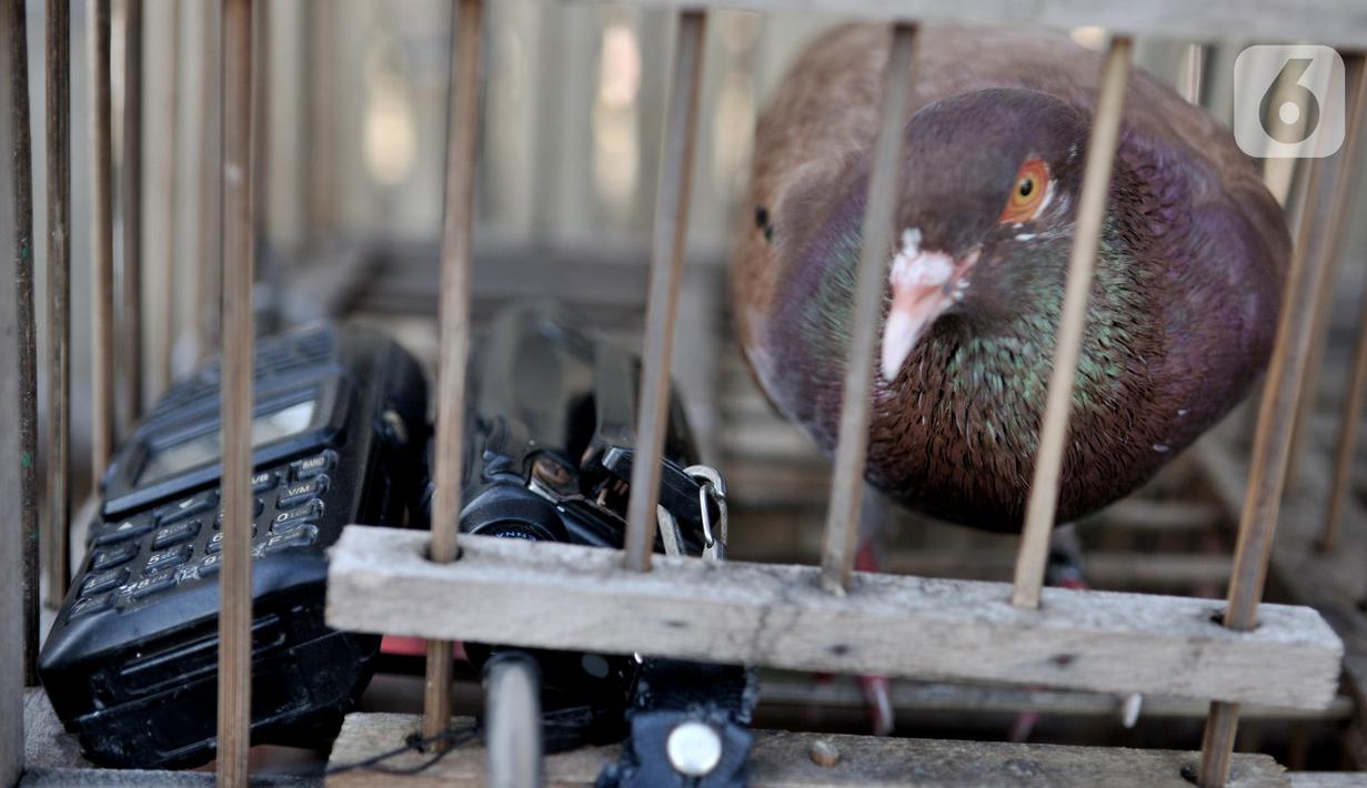 Seekor burung dara atau merpati kolongan terlihat dikandang di kawasan Papanggo, Jakarta, Rabu (29/1/2020). Biasanya pemilik burung menggunakan walkie talkie atau telepon radio untuk berkomunikasi dengan penerbang merpati. (merdeka.com/Iqbal S. Nugroho)