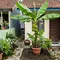 7 Cara Membuat Pohon Pisang Kerdil Cepat Berbuah, Cocok untuk Lahan Sempit